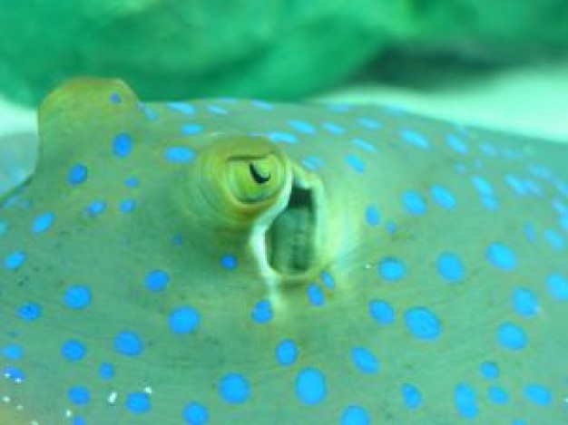 Scuba diving ray Underwater photography underwater close up about Recreation Outdoors